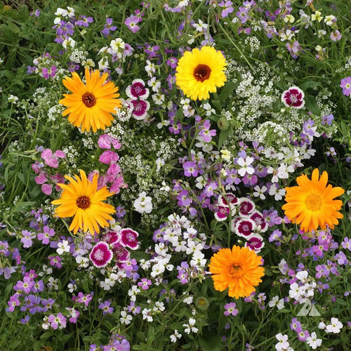 Red Decker Rd Fragrant Wildflowers Mix