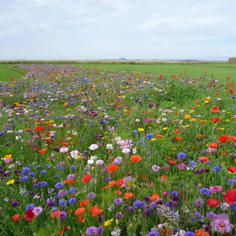 Red Decker Rd  Shady Wildflower Mix