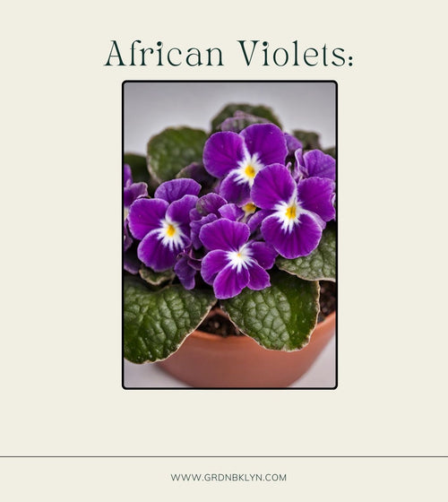 African Violets Care Guide