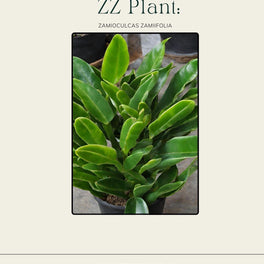 ZZ Plant Care Guide