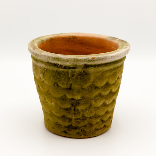 Campo de Fiori Dragon Scale Planter