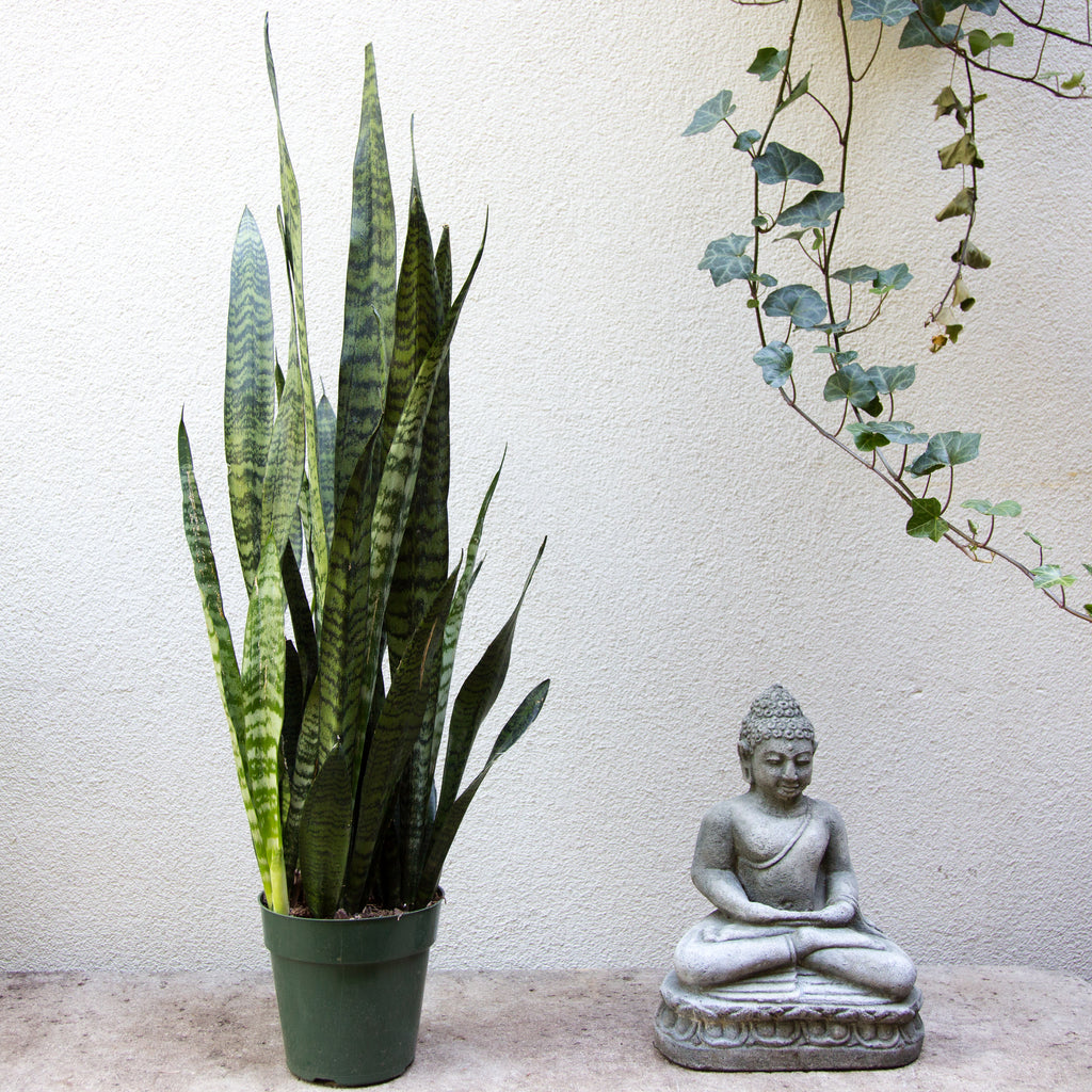 young snake plant Snake Plant- Sanseveria – GRDN
