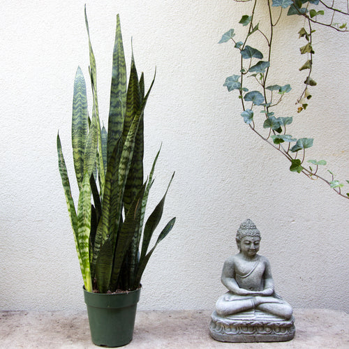 Snake Plant- Sanseveria
