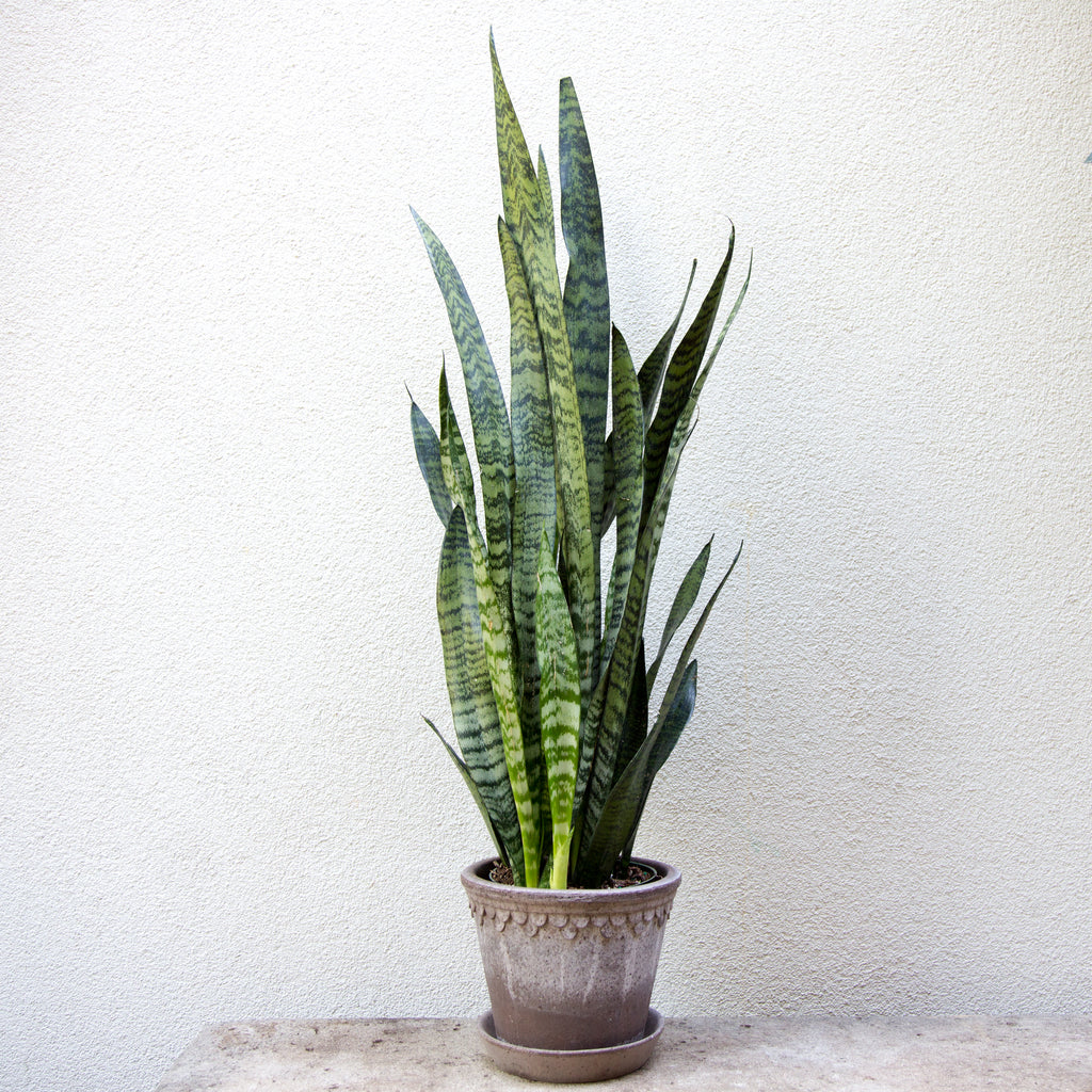 Snake Plant- Sanseveria – GRDN