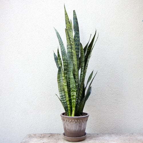 Snake Plant- Sanseveria
