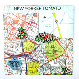 New Yorker Tomato from Hudson Valley Seed Library