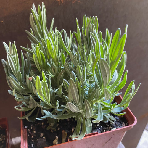 Lavendula x Provence