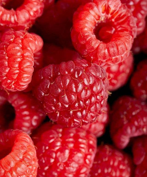 Maravilla Raspberry Preserve by Single Variety Co