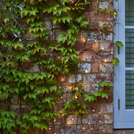Solar Ivy Lights