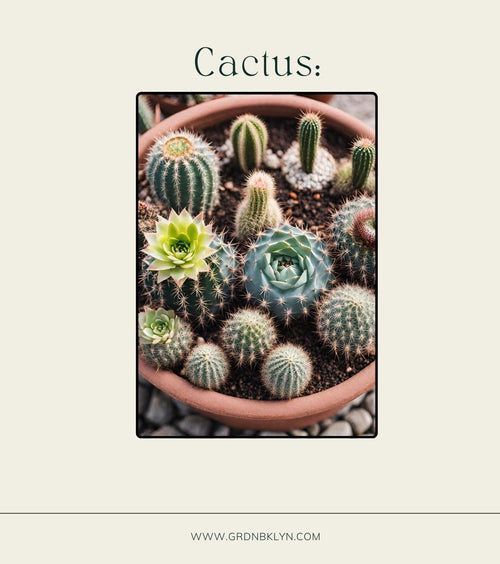 Cactus Care Guide
