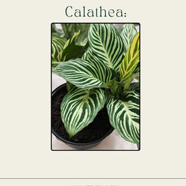Calathea Care Guide