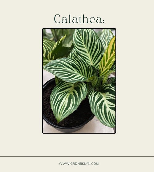 Calathea Care Guide