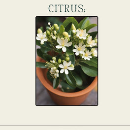 Citrus Plant Care Guide