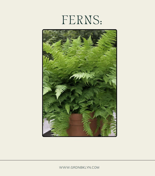 Ferns Care Guide