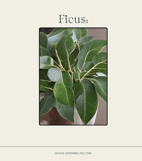 Ficus Care Guide