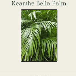 Neanthe Bella Palm Care Guide