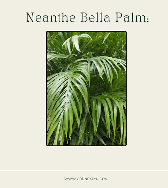 palm neanthe bella plant care Neanthe Bella Palm Care Guide – GRDN