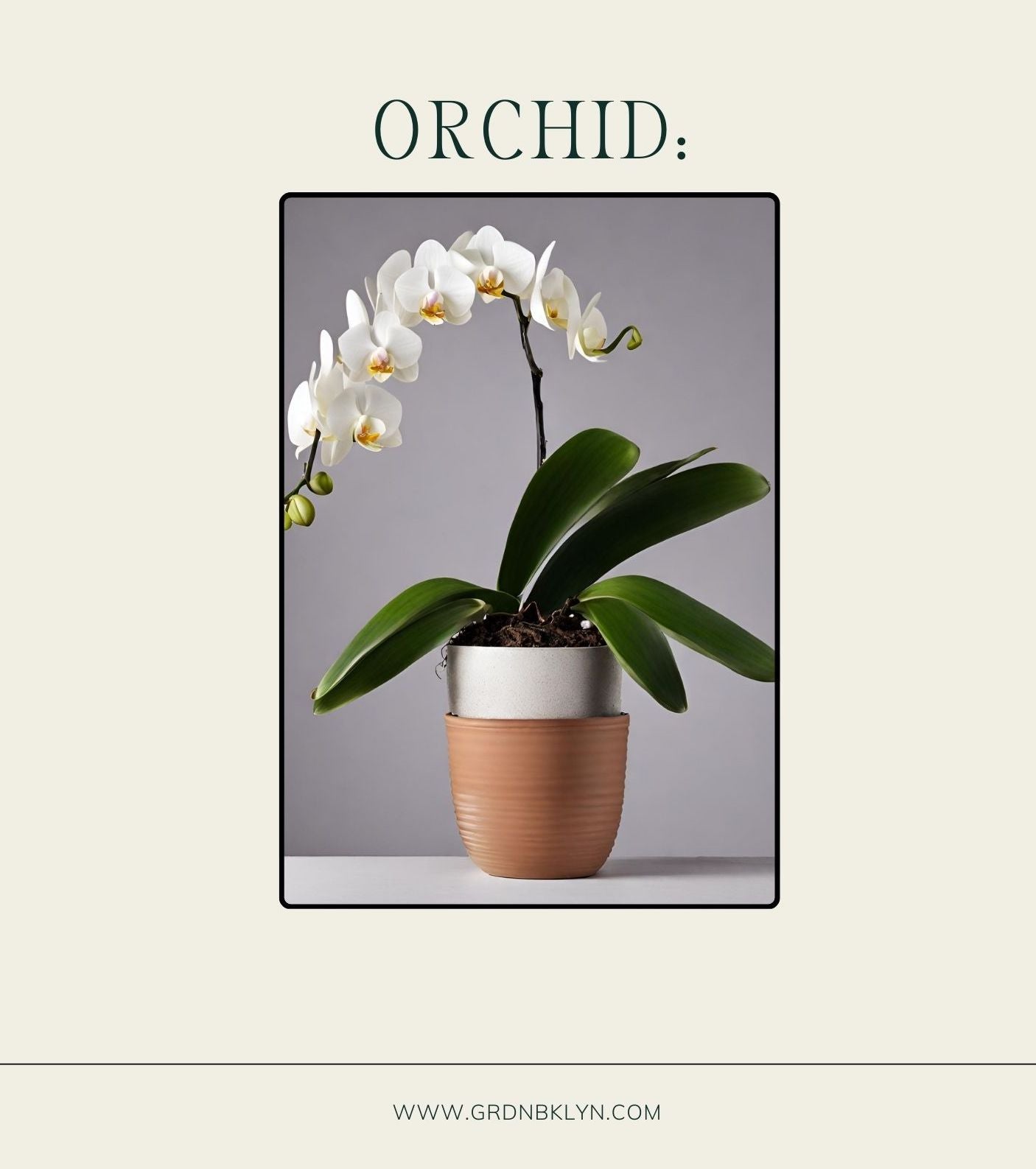 Orchid Care Guide GRDN