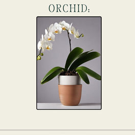 Orchid Care Guide