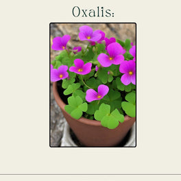 Oxalis Care Guide