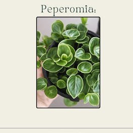 Peperomia Care Guide