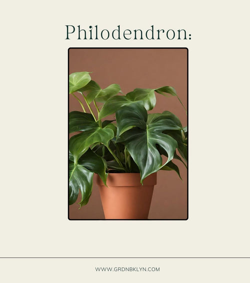 Philodendron Care Guide
