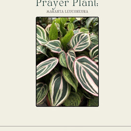 Prayer Plant Care Guide