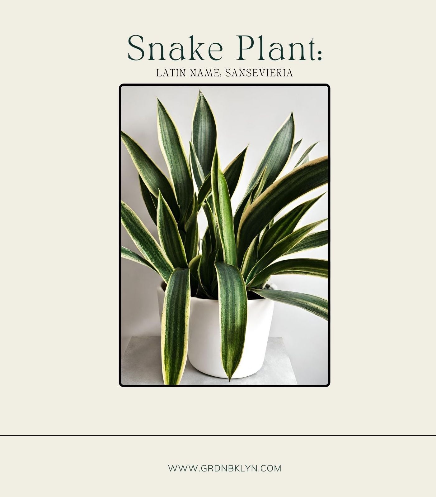 Snake Plant Care Guide GRDN snake-plant-care-guide-grdn