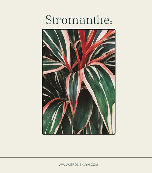 Stromanthe Care Guide