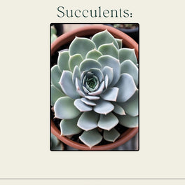 Succulents Care Guide