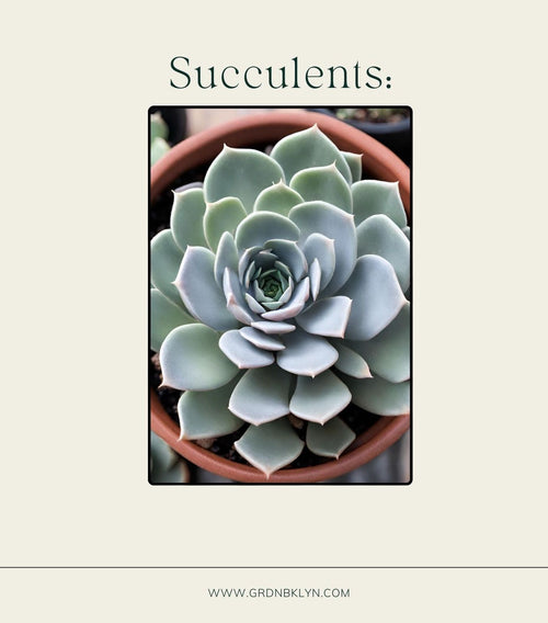 Succulents Care Guide
