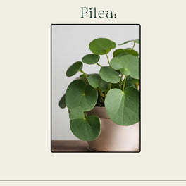 Pilea care Guide