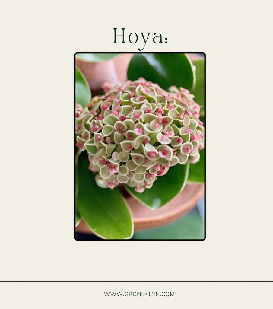 Hoya Care Guide – GRDN