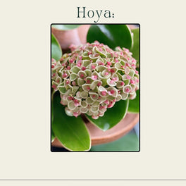 Hoya Care Guide