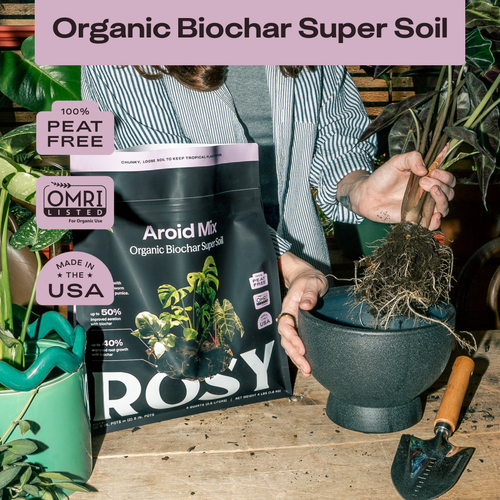 4qt Organic Aroid Mix for Indoor Plants