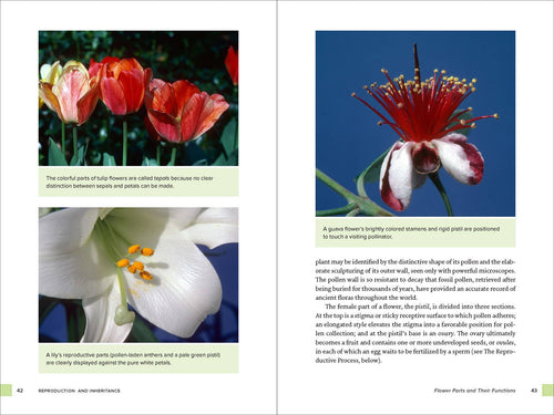 Botany for Gardeners