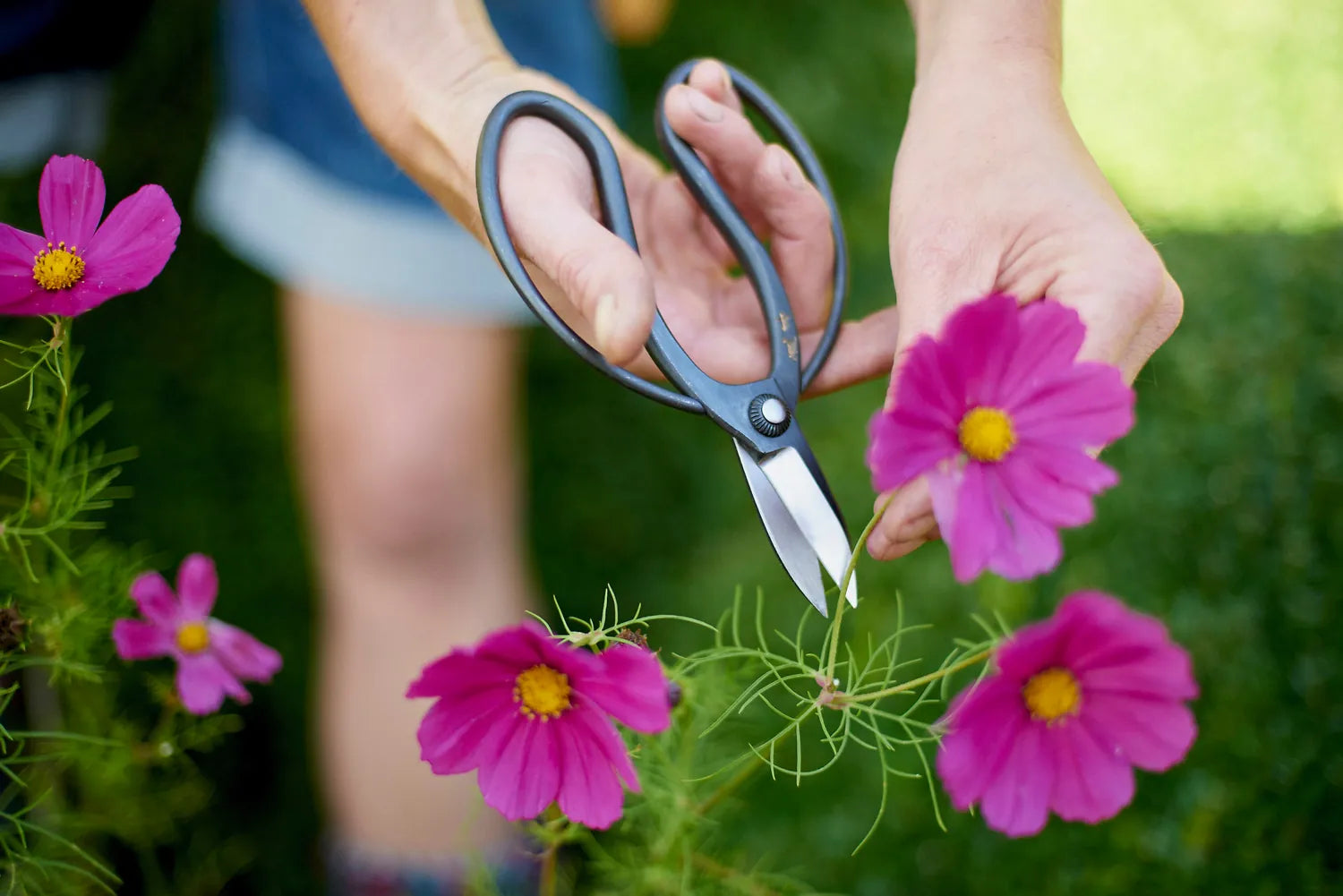 niwaki garden scissors Niwaki Sentei Garden Scissors – GRDN