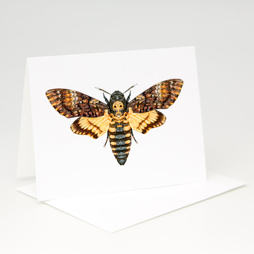 Moth Gift  Card
