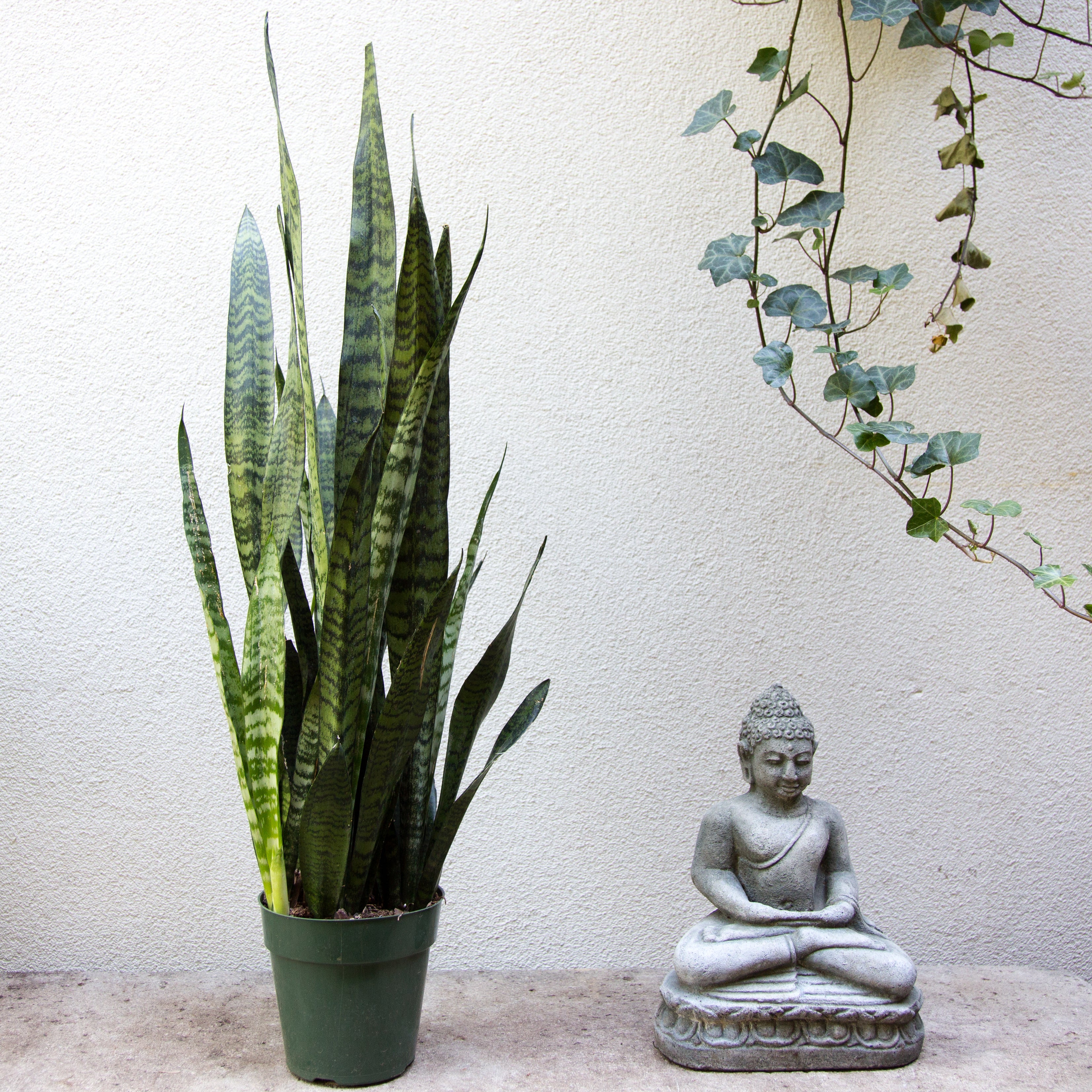 gray snake plant Snake Plant- Sanseveria – GRDN