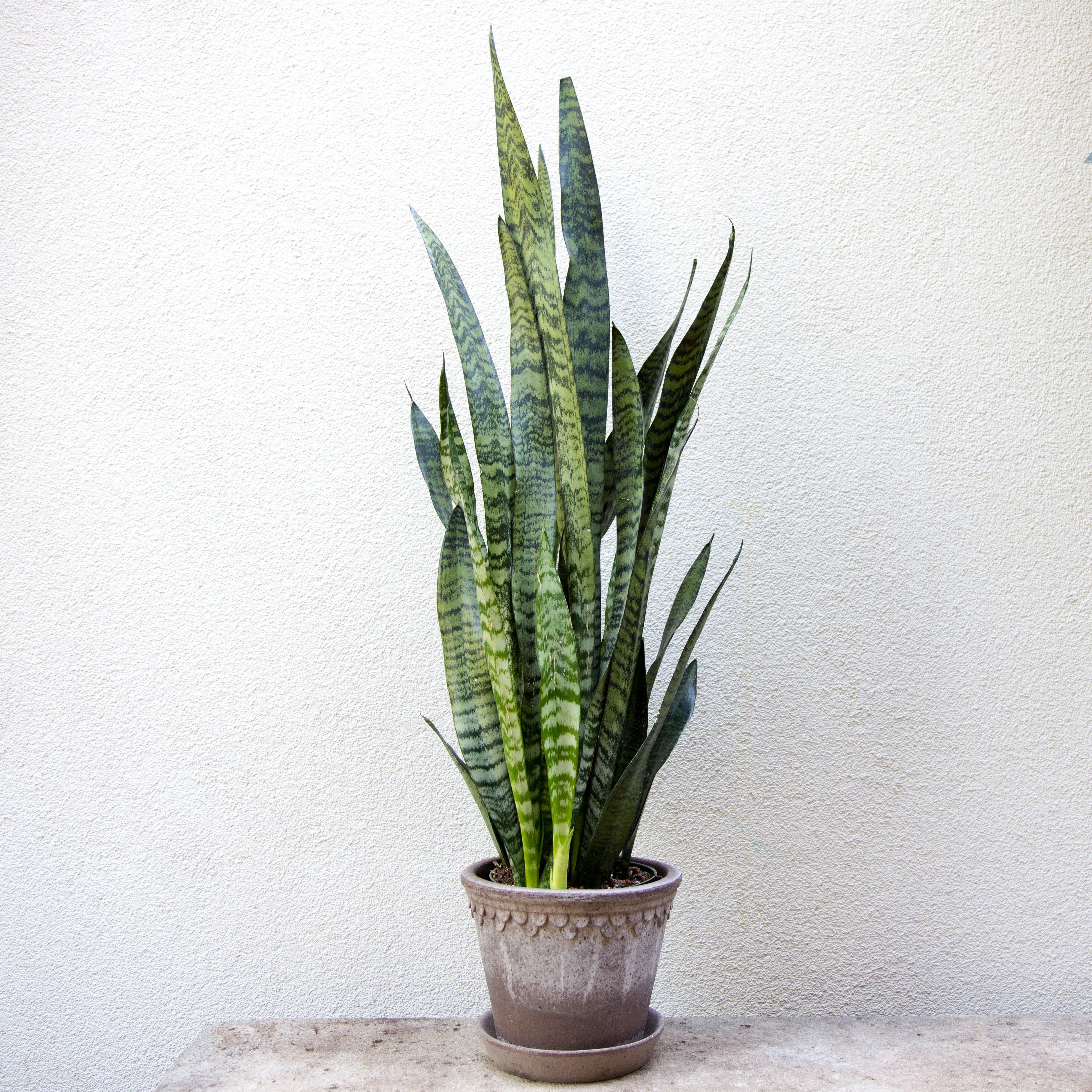 sanservieria snake plant portland Snake Plant- Sanseveria – GRDN