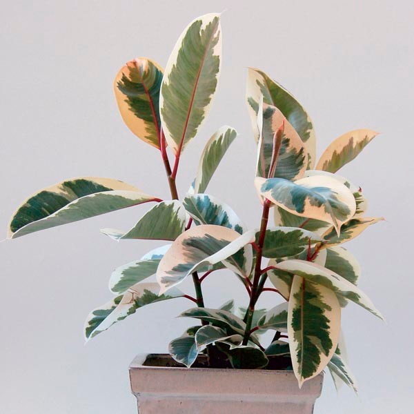 robusta rubber tree Ficus Robusta Variegata