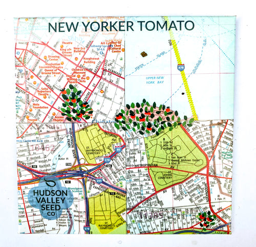 New Yorker Tomato from Hudson Valley Seed Library