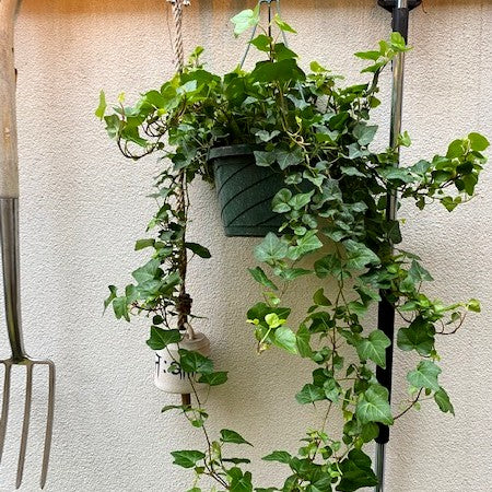 kirklands hanging planter Ivy Hanging Basket