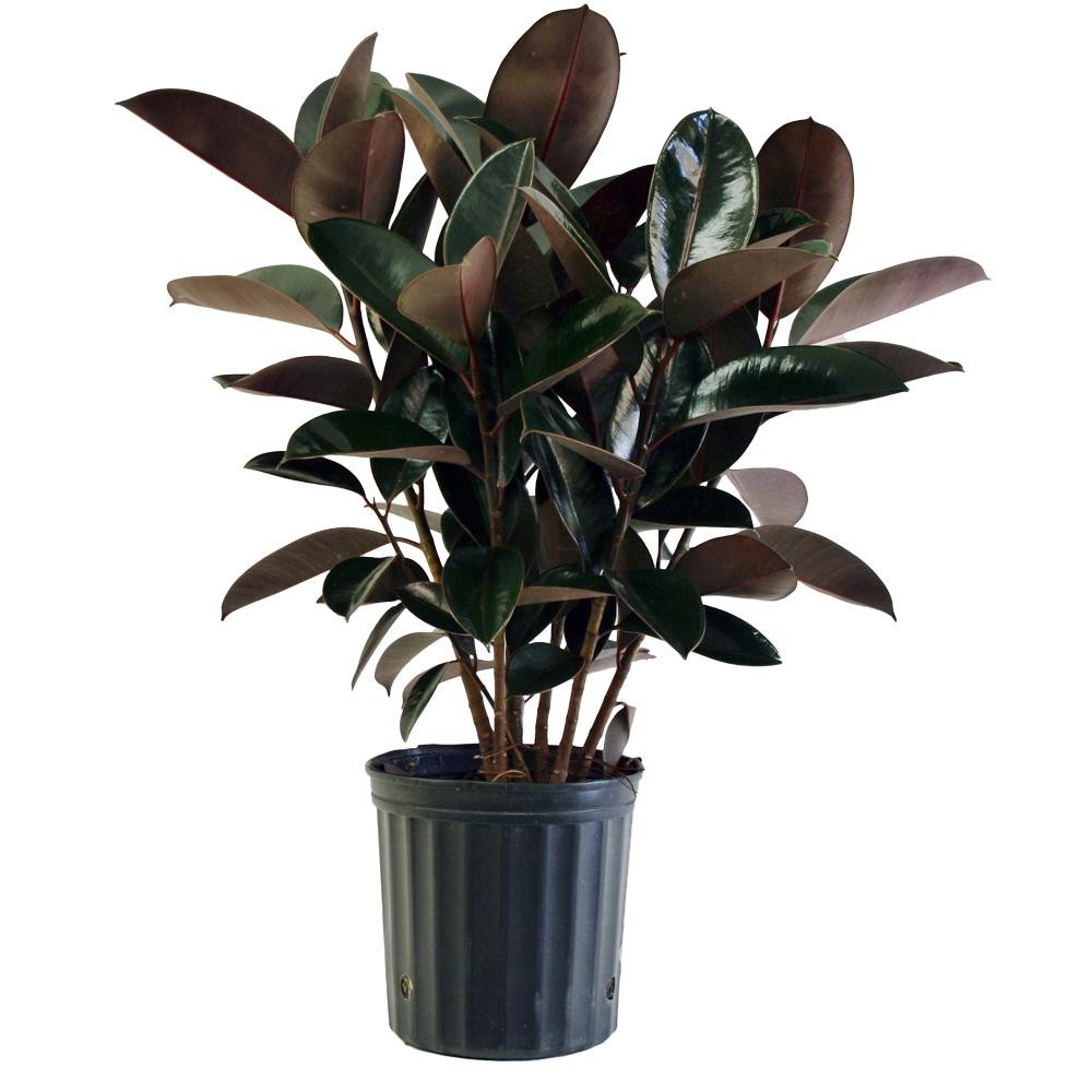rubber tree robusta vs burgundy Ficus Robusta-Rubber Plant