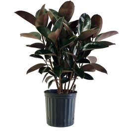 Ficus Robusta-Rubber Plant
